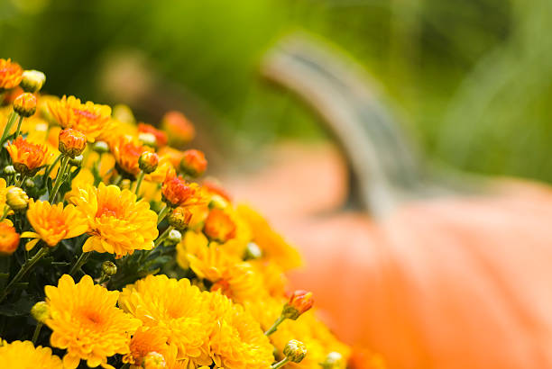 pumpkins y mums-iv - crisantemo fotografías e imágenes de stock