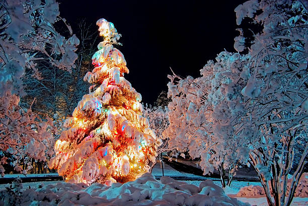 Sapin de Noël de nuit - Photo