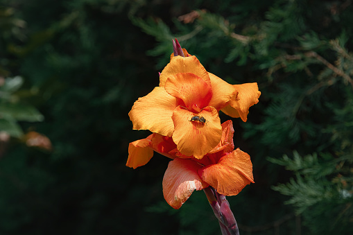 Blooming orange Canna close-up on a sunny day. Decorative Canna flower in the garden. Selective focus. Orange flowers of Cannes in the garden. Indian canna blooms in summer.