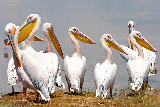 istock Pelicans at Lake Nakuru 157384813