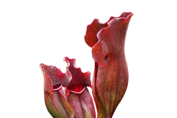 Purple Red Pitcher Plants, Sarracenia purpurea Isolated on White Background with Clipping Path