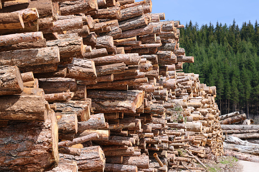 Woodpile of freshly harvested spruce logs. Trunks of trees cut and stacked in forest. Logging timber - wood industry