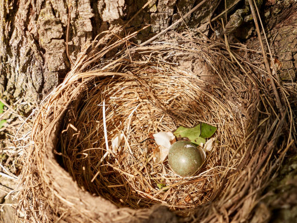 istock A thrush nest with eggs is left among the thickets of trees. 1573867480
