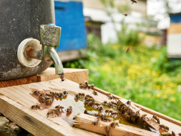 istock Bees drink water from a drinking bowl in an apiary. Care and work with bees. Making honey. Apiculture. 1573869056
