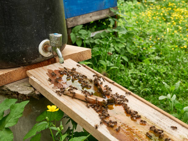 Bees drink water from a drinking bowl in an apiary. Care and work with bees. Making honey. Apiculture.
