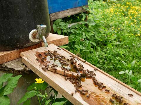 Bees drink water from a drinking bowl in an apiary. Care and work with bees. Making honey. Apiculture.