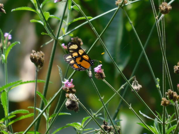 istock Butterfly in flowers 2 1573878295
