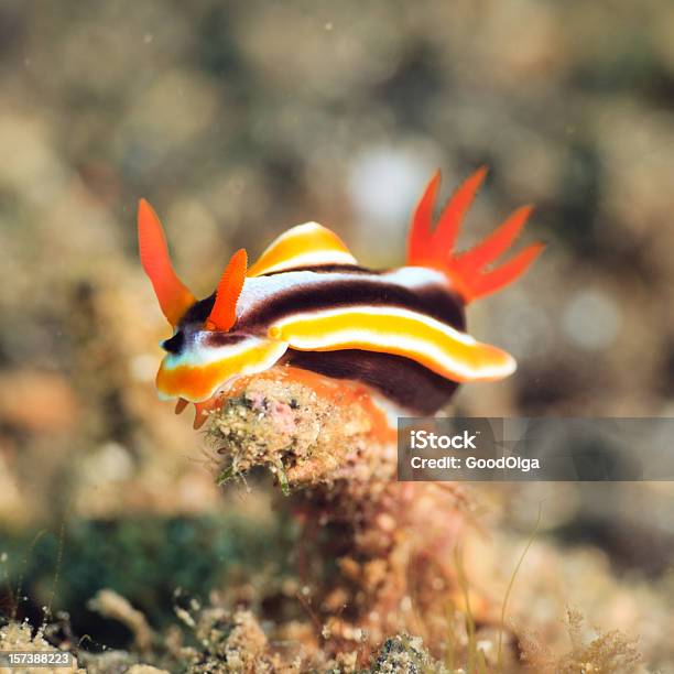 Chromodoris Magnifica Ślimak Nagoskrzelny - zdjęcia stockowe i więcej obrazów Bez ludzi - Bez ludzi, Bliskie zbliżenie, Celebes Sea