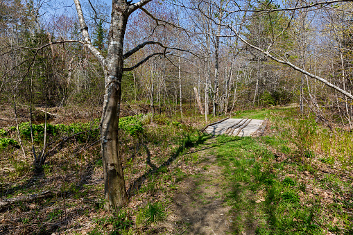 View of a wood footbridge along a hiking trail in the Maine woods in the spring.