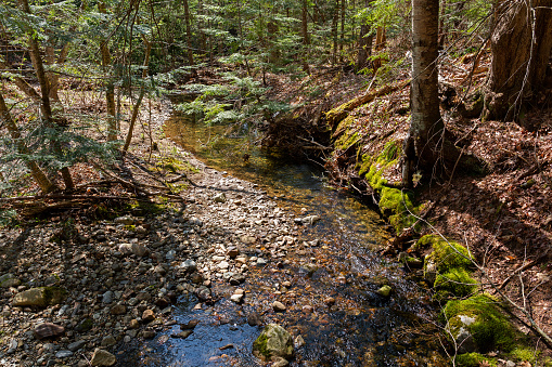 Standing water in a gravel creek bed after heavy rains in the deep woods of Maine in the springtime.