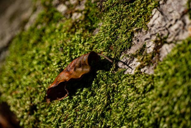 istock closeup of autumn leaf and nature 1573887870