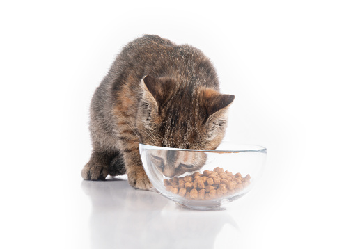 cat eating food from a bowl isolated on white background.
