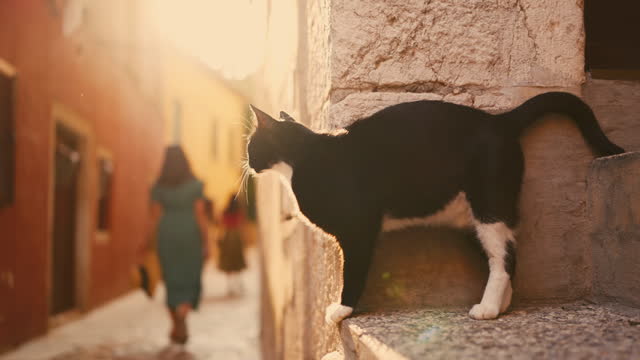 SLO MO Cute Black Cat in Narrow Alley Surrounded by Charming Old Buildings in Rovinj