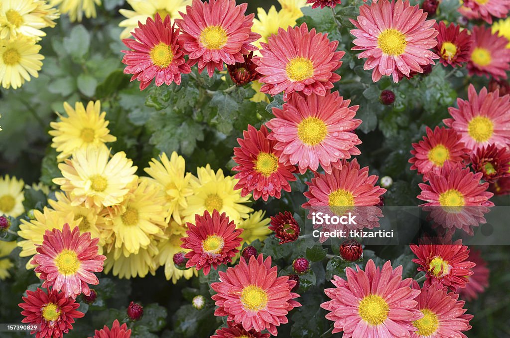 Crisantemo flor - Foto de stock de Amarillo - Color libre de derechos