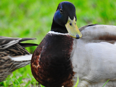 Close of photo of a male duck.