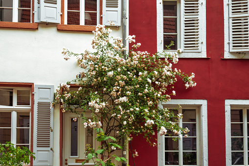 Row of old windows with shutters and flower boxes with geraniums