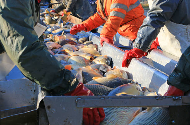 istock Fishermen catch a freshwater fish from the breeding fish pond 1573916921