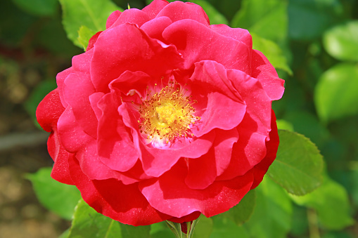 Beautiful pink rose flower bloom in the garden