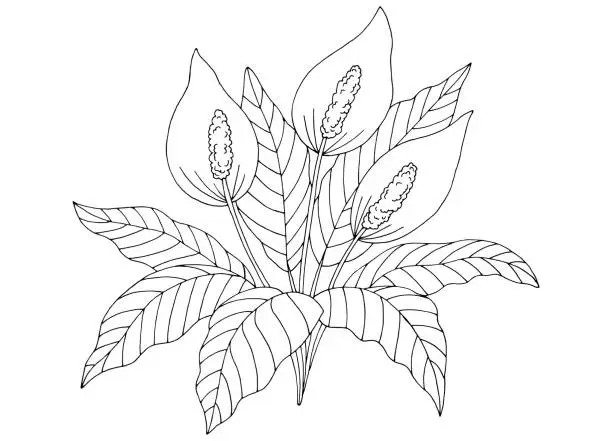 Vector illustration of Spathiphyllum flower graphic black white isolated sketch illustration vector