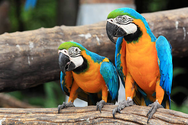 istock Couple blue-and-yellow macaws (Ara ararauna) 157392168