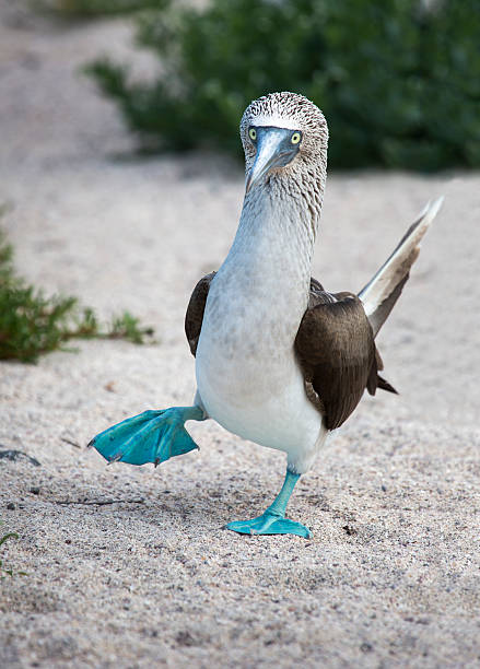Blue footed booby Blue footed booby doing mating dance sula nebouxii stock pictures, royalty-free photos & images