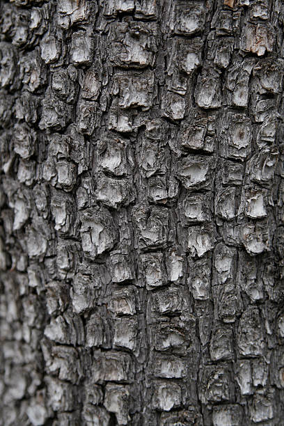 Alligator Juniper Bark (Juniperus Deppeana)  juniper tree bark tree textured stock pictures, royalty-free photos & images