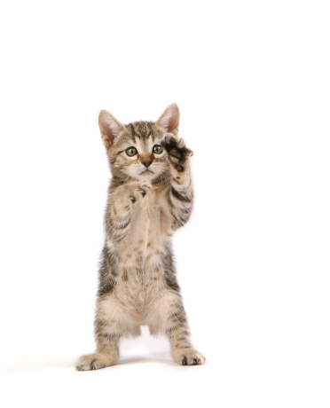 Kitten standing up paws out.