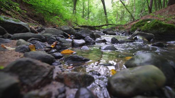 istock Water Flowing in Forest Creek in Gully Slow Motion 1573933083
