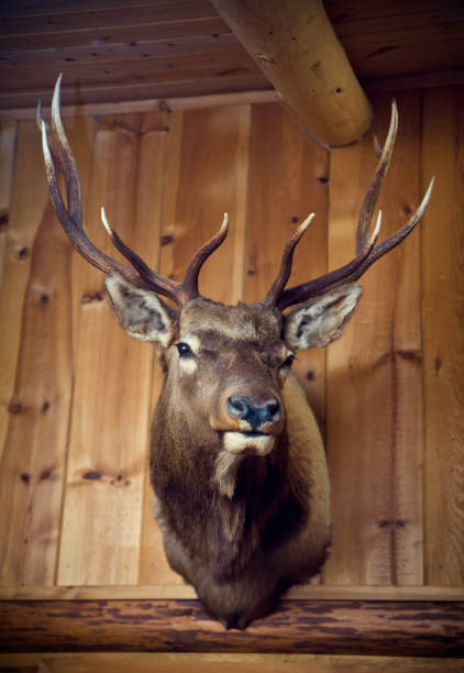 Hanging Deer Head on Wood Cabin Wall A  stag's head with large antlers mounted on a cabin wall.  Vertical with copy space. taxidermy stock pictures, royalty-free photos & images