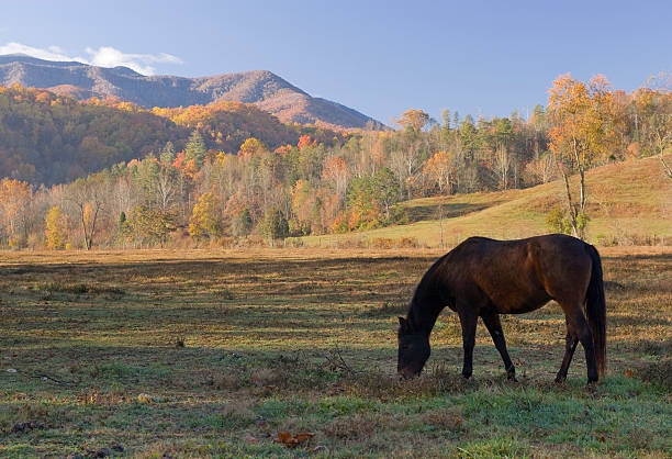 The Sunrise lighting the surrounding landscape ablaze while horses graze on the fresh blades of morning grass.