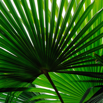 palm trees on green natural tropical background