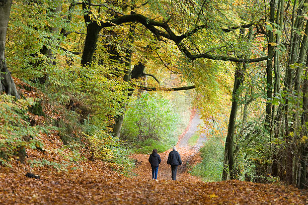 vista posterior de la pareja senior caminando en el bosque de otoño (xl - november tranquil scene autumn leaf fotografías e imágenes de stock