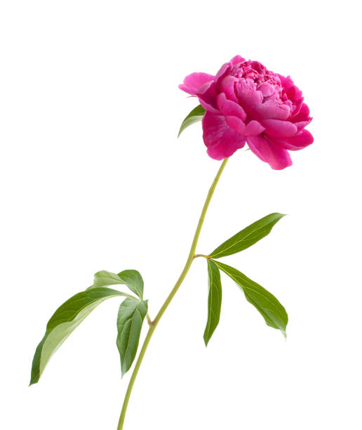 레드 작약 - rose pink flower single flower 뉴스 사진 이미지