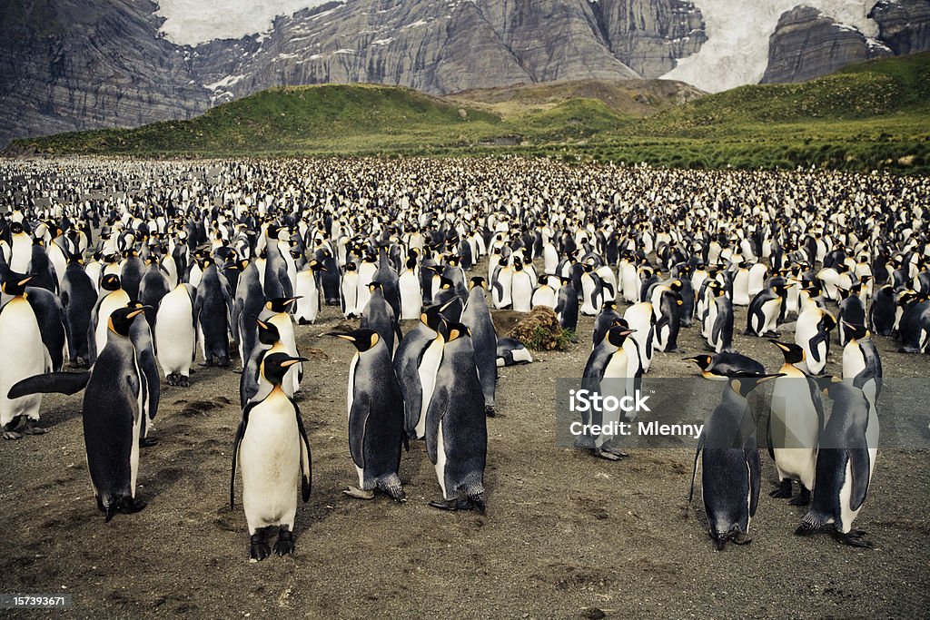 Colonia de pingüinos con cama King - Foto de stock de Pingüino libre de derechos