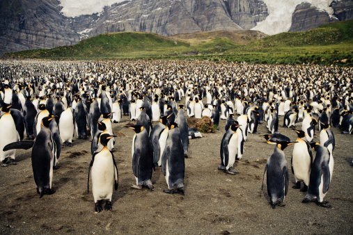 Penguins guarding the British flag in Antarctica