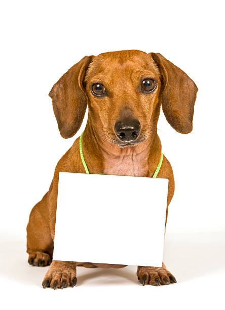 istock Mini Dachshund With Blank Sign and Shadow 157393718