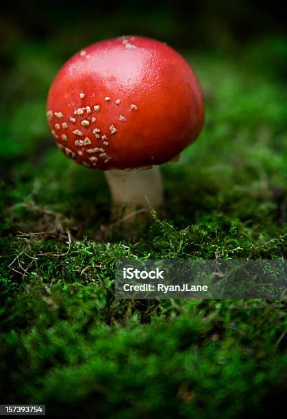 Rojo Seta Venenosa Y Moss Vista Aérea Foto de stock y más banco de imágenes de Seta venenosa - Seta venenosa, Color - Tipo de imagen, Color saturado