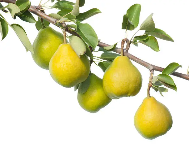 Photo of Leafy branch of yellow pears on white background