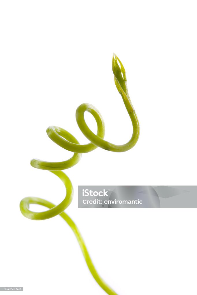Nuovo scatto di una pianta di arrampicata. - Foto stock royalty-free di Vite - Flora