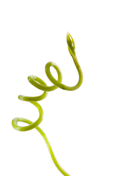 A climbing plant searches for something to hold on to. Isolated on white. Very shallow depth of field with focus on the head of the plant. 
