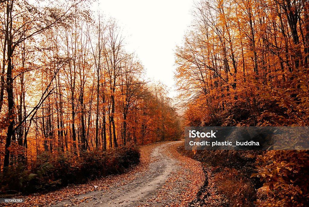 Caminho em Outono - Royalty-free Novembro Foto de stock