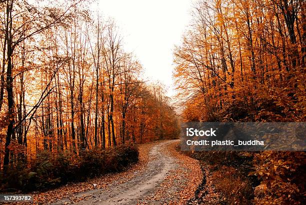 Caminho Em Outono - Fotografias de stock e mais imagens de Novembro - Novembro, Romance, Ao Ar Livre