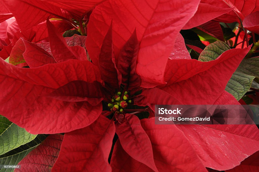 Primer plano de relleno rojo Poinsettias creciente en invernáculo - Foto de stock de California libre de derechos