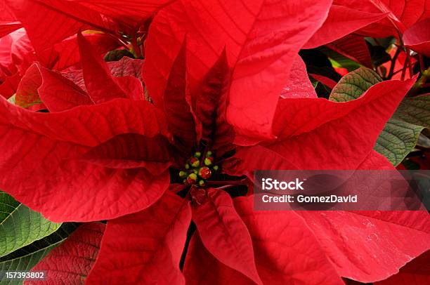 Primer Plano De Relleno Rojo Poinsettias Creciente En Invernáculo Foto de stock y más banco de imágenes de California