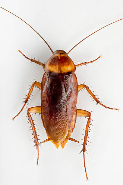 Cockroach on white background  blatta orientalis stock pictures, royalty-free photos & images
