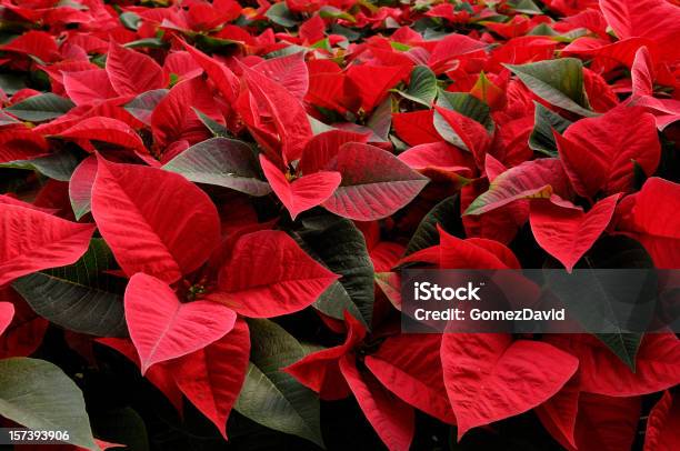 Close Up Of 鉢植えの赤い Poinsettias 成長の温室 - アウトフォーカスのストックフォトや画像を多数ご用意 - アウトフォーカス, カラー画像, カリフォルニア州