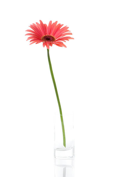gerbera rosa en un florero pequeño - daisy white single flower isolated fotografías e imágenes de stock