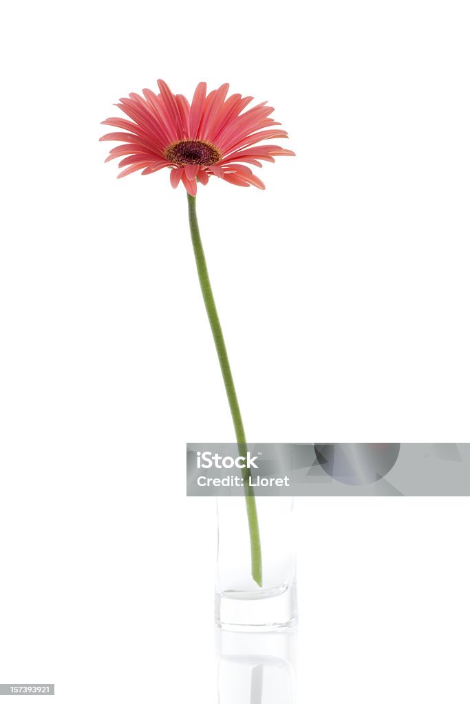 Różowy Gerbera w małych Wazon - Zbiór zdjęć royalty-free (Kwiat - Roślina)