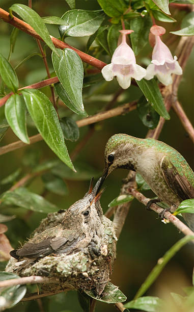 istock Anna's Hummingbird feeding her babies 157393966