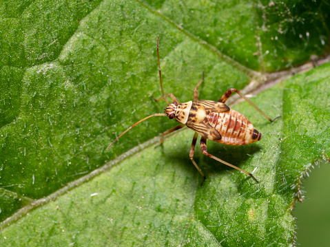 Brown ornamented nymph of a bug on a green leaf
